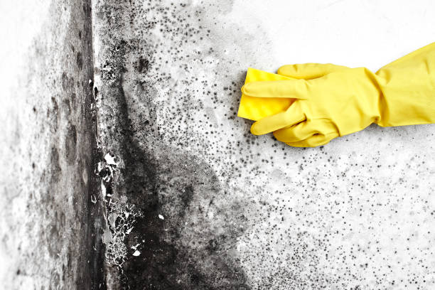 Best Home Mold Removal  in Ypsilanti, MI