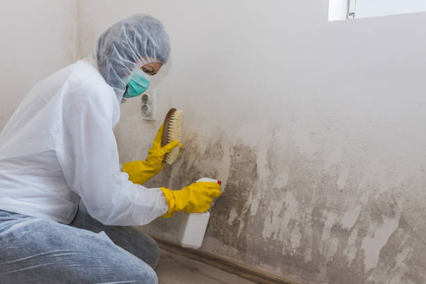 Best Certified Mold Removal  in Ypsilanti, MI