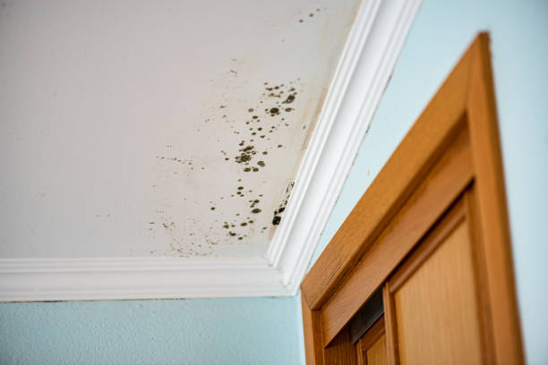 Best Mold Removal Near Me  in Ypsilanti, MI