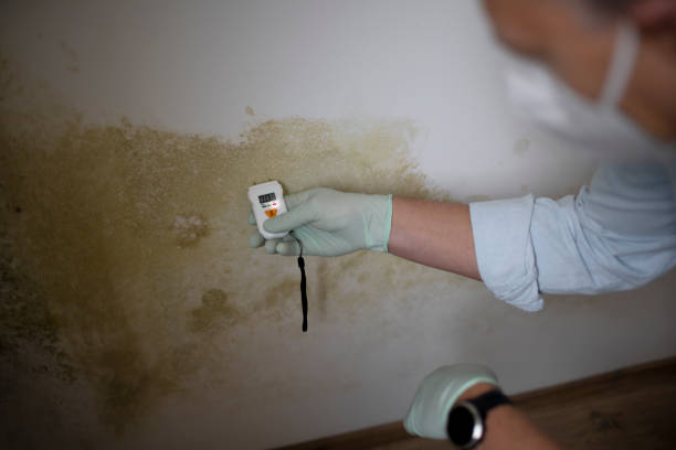 Best Emergency Mold Removal  in Ypsilanti, MI