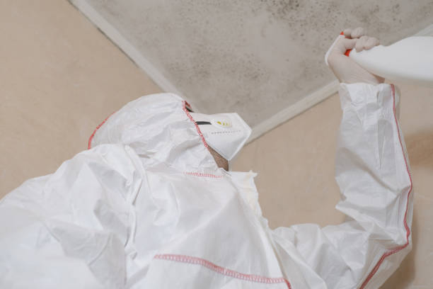 Best Home Mold Removal  in Ypsilanti, MI