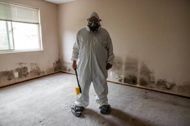 Best Commercial Mold Removal  in Ypsilanti, MI