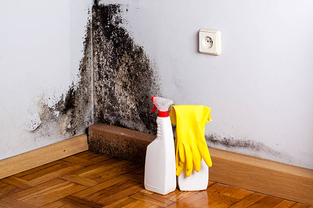 Best Residential Mold Removal  in Ypsilanti, MI